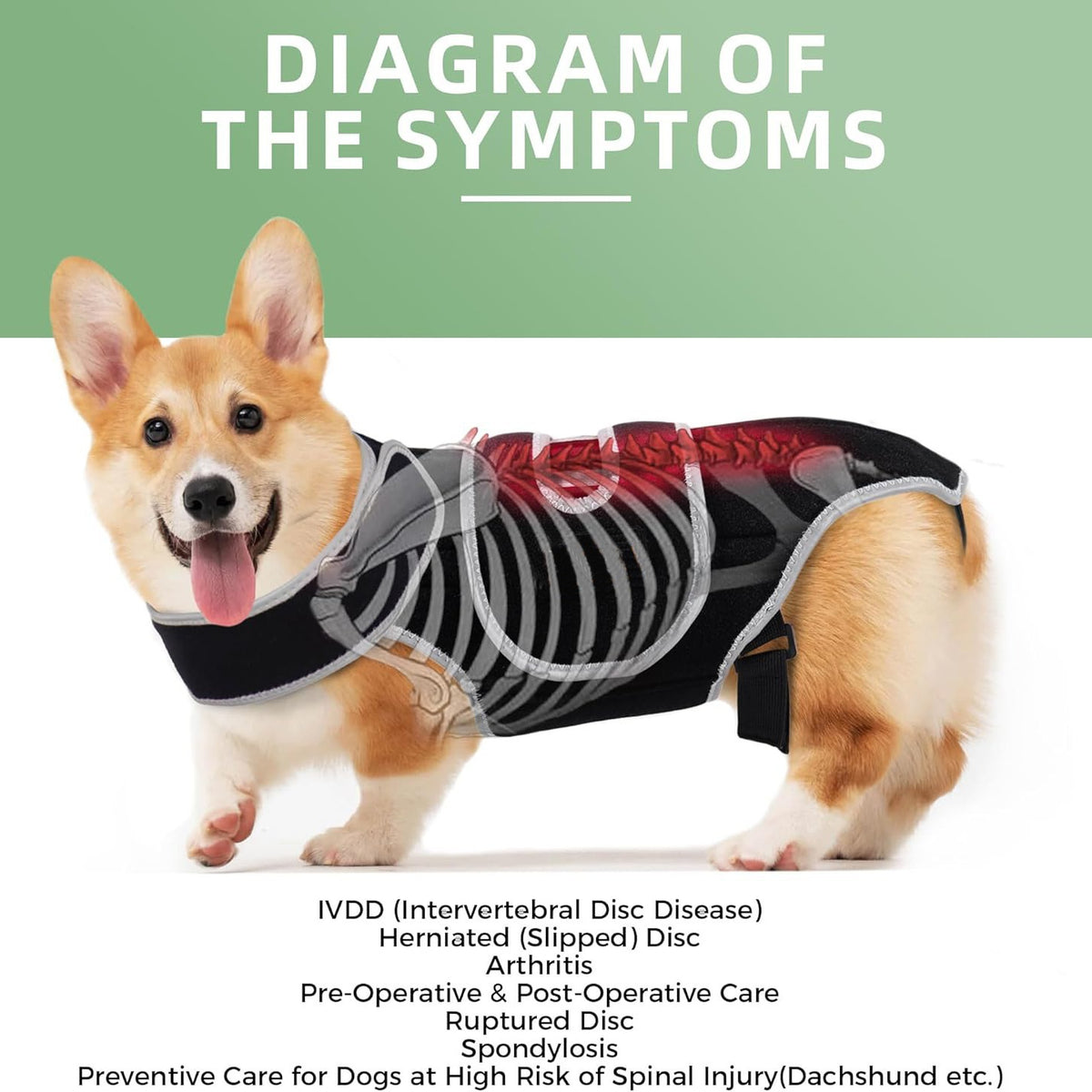 SpineSafe — Dog Back & Lumbar Support Vest