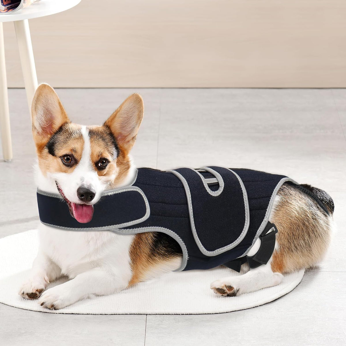 SpineSafe — Dog Back & Lumbar Support Vest
