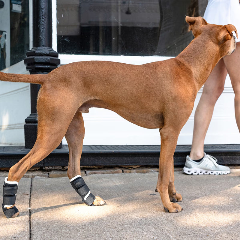 PawBrace — Front Leg Carpal Support Brace for Dogs