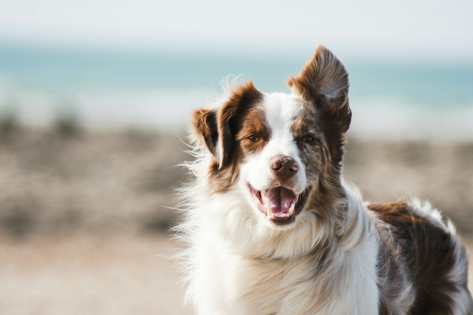 hero-dog